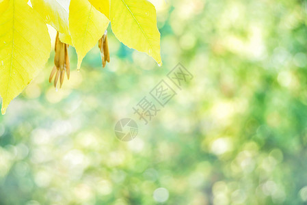 多色秋叶背景上的雨滴覆盖着黄色的叶图片