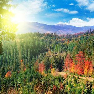 美丽的山地风景与多彩的秋天森林和充满活力的日落概念是旅行图片