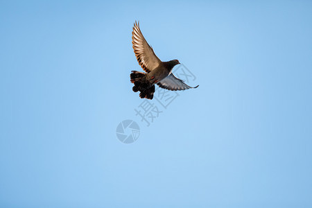 在蓝色天空中飞行的鸽子背景有文本字段鸽子在蓝色天空中飞行图片