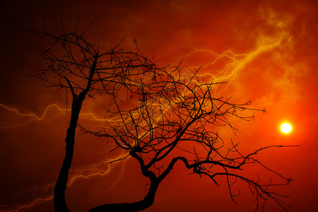 干图案有橙色天空和闪电的干树背景