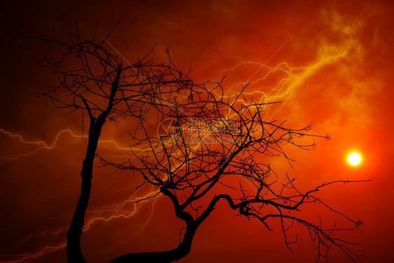有橙色天空和闪电的干树图片