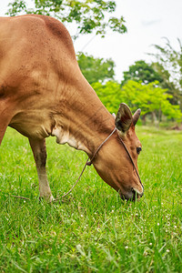 草原上的黄牛背景图片