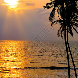 金色的日落笼罩在海洋上对着天空椰子树的暗影图片