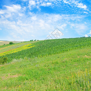 绿色地和蓝天空农业景观图片