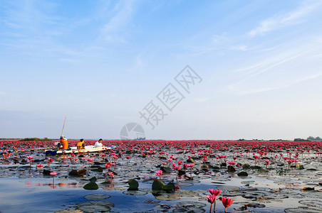 Jjan13209udonthailnd粉色莲水百合花在晨光下全盛开纯洁而美丽的红莲湖或月光海图片