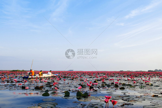 Jjan13209udonthailnd粉色莲水百合花在晨光下全盛开纯洁而美丽的红莲湖或月光海图片