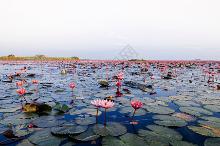 粉红莲花水百合在清晨光下全盛开纯洁和美丽的红莲花湖或海在无kumphawiudonthai塔伊兰图片
