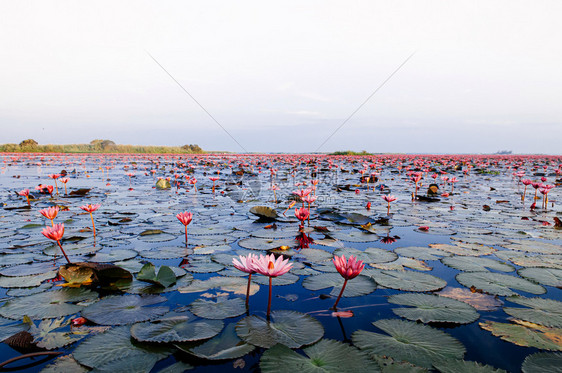 粉红莲花水百合在清晨光下全盛开纯洁和美丽的红莲花湖或海在无kumphawiudonthai塔伊兰图片