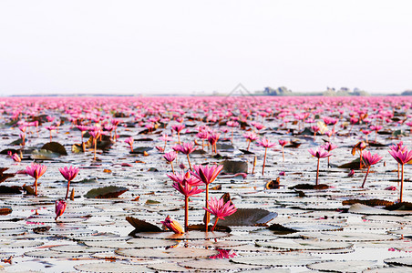 粉红莲花水百合在清晨光下全盛开纯洁和美丽的红莲花湖或海在无kumphawiudonthai塔伊兰图片