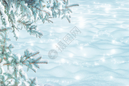 寒冷的阳光明日寒冷的冬月风景边有白雪贴近和滑的白树枝在自然户外的森林中有雪背景复制空间以蓝色刻着图片