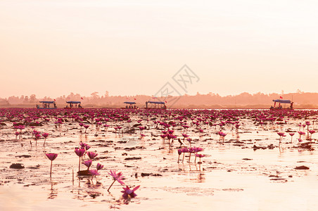 粉红莲花水百合在清晨的光照下盛开纯洁和美丽的红莲花湖或海在无角的HarnkumphawiudonthaiTlnd图片