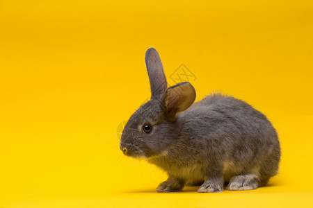 黄色背景的小灰兔图片