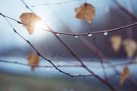 外面的天气树枝和带滴子的图片