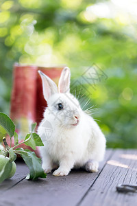 花园里的小兔子和苹果夏天图片