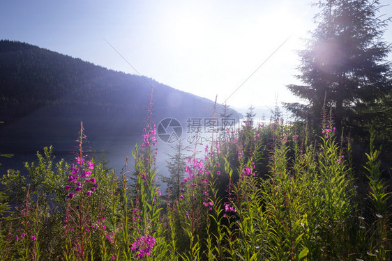 美丽的山地风景底有粉色沙马仪图片