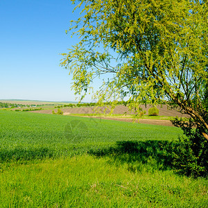 绿地蓝天空和浅的柳树图片