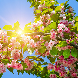 樱桃和太阳天然颜色背景图片