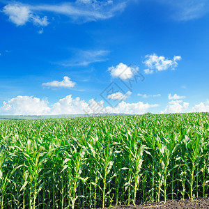 绿玉米田和明蓝的天空农业景观图片