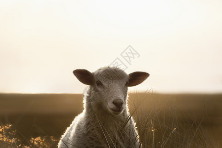 白羊在清晨的光线下画像羊仰望着镜头野羊在阳光下锡尔特岛北海图片