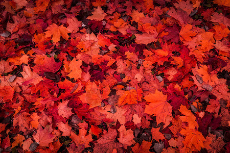 秋天落地的叶子多彩图片