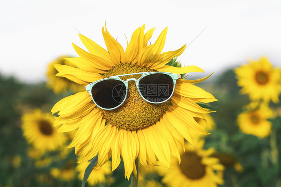 阳光灿烂的暑假背景阳光灿烂的夏天黄色花朵图片