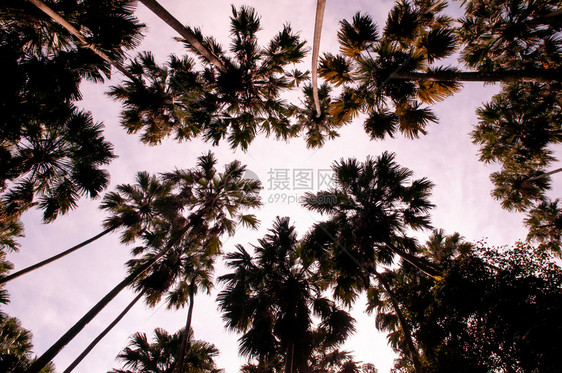 棕榈树livstonaribu森林与天空对峙图片