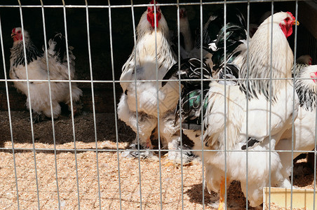 家禽饲养场鸡坐在露天笼子里吃混合饲料图片