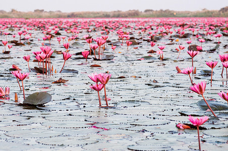 粉红莲花水百合在清晨光下全盛开纯洁和美丽的红莲花湖或海在无kumphawiudonthai塔伊兰背景图片