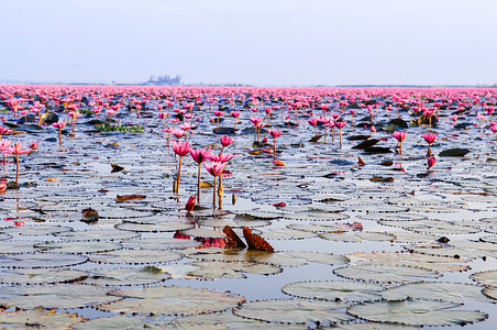 粉红莲花水百合在清晨光下全盛开纯洁和美丽的红莲花湖或海在无kumphawiudonthai塔伊兰图片