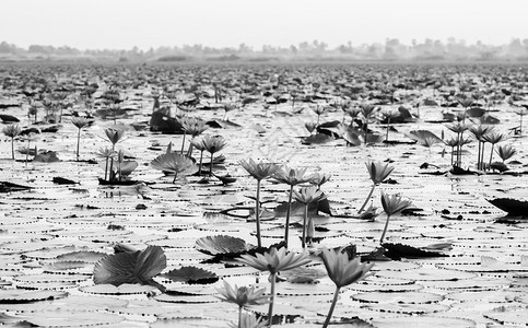 粉红莲花水百合在清晨光下全盛开纯洁和美丽的红莲花湖或海黑白的无海kumphawiudonthai图片