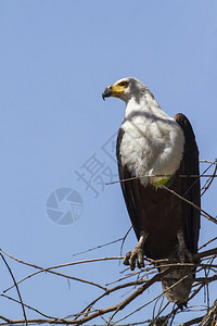 位于非洲南部Kruge公园的非洲鱼鹰图片