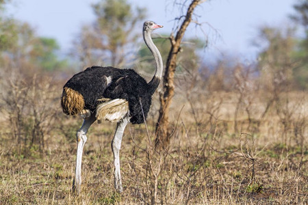 位于非洲南部Kruge公园的Africanostrich图片