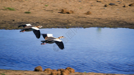位于非洲南部Kruge公园的埃及鹅图片