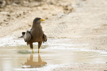 位于非洲南部Kruge公园的松鹰图片