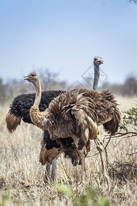 位于非洲南部Kruge公园的Africanostrich图片