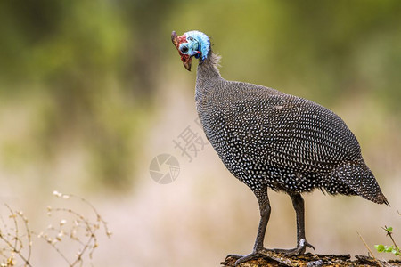 NumidaMelgris家族的Nnumidae在非洲南部的Kruge公园头戴盔的麦地鸡图片