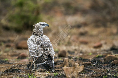 位于非洲南部Kruge公园的Kuge老鹰背景图片