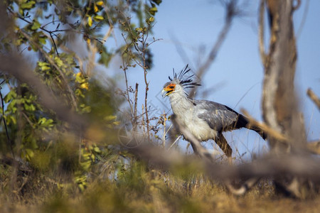南非洲Kruge公园的秘书鸟图片
