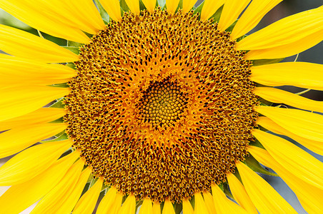 关闭金黄色向日葵磁盘花朵和射线瓣的宏细节自然植物背景图片