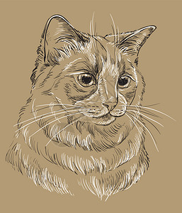 对半切葡萄黑白斑点猫的矢量手画肖像猫的单色现实反向肖像将矢量老式