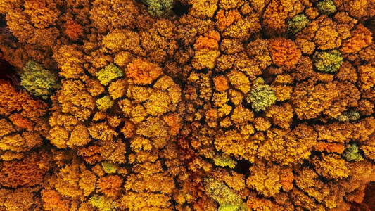 自然背景秋天森林以黄色和红的颜无人机的空中观察生态环境概念秋天黄森林上空的中观察图片