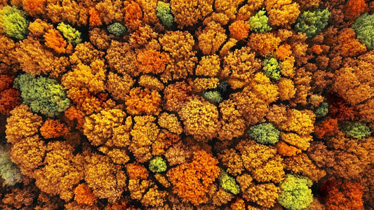黄树红和绿的天然森林背景秋天的纹理从无人机空中观赏顶端生态环境概念空中观赏作为自然背景的秋季森林图片
