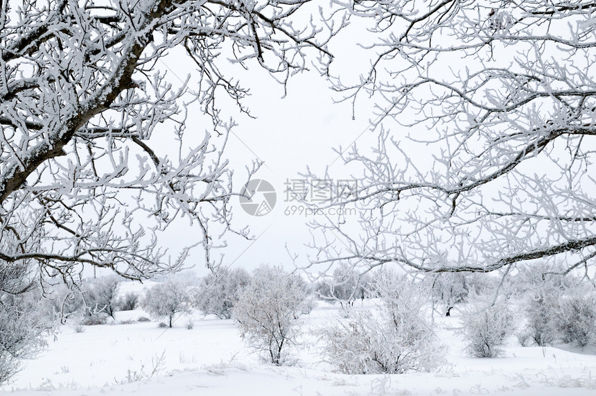 树枝被雪覆盖图片