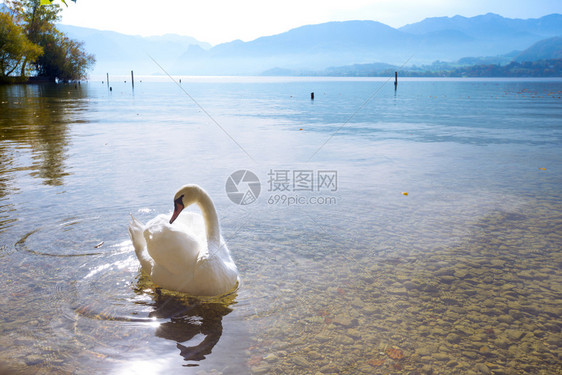 湖里的天鹅图片