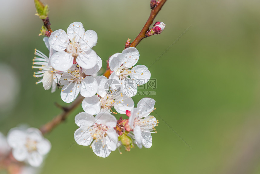在阳光明媚的清晨用白色花朵涂上露的樱花春枝带有复制空间图片