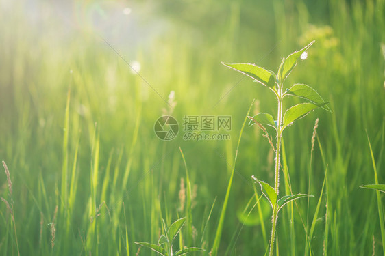 清晨在太阳升起的光芒中在夏草原上绿一片红图片