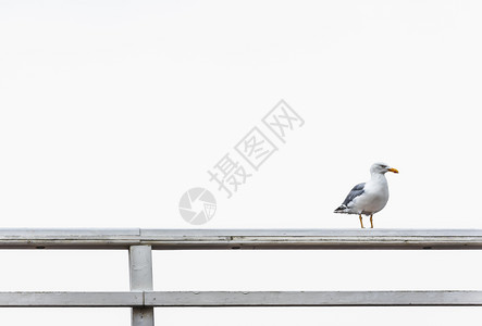 白色栅栏上的红嘴海鸥在白天空上摇欲坠滑稽海鸥的景象微乎其单只海鸥被围在栅栏上一只鸟被围在栅栏上图片