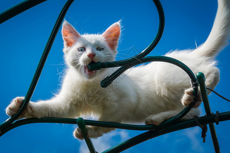 可爱的白小猫蓝眼睛土豆安哥拉享受夏天的一图片