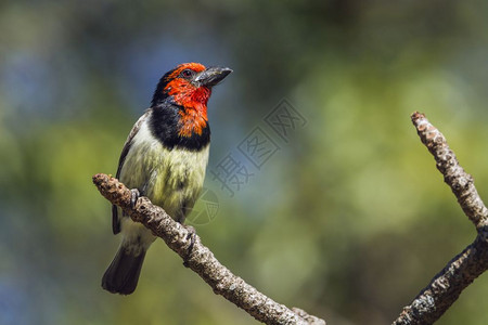 非洲南部Kruge公园的鸟图片