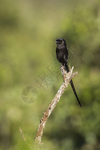 非洲南部的Kruge公园中的维达鸟图片